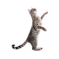 nestlecam one purina purina one visiblemente más saludable Sticker