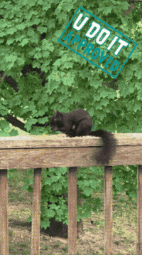 Squirrel Adhd GIF by No Cheese Records
