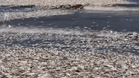 Waves of Dead Fish Wash Ashore in Texas