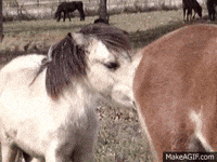 sniffing GIF