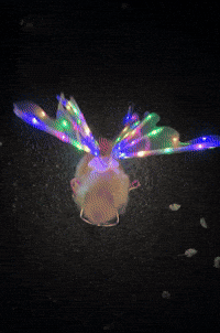 Dance Party GIF