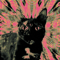 Cats Kitty GIF