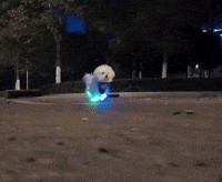 Happy Shih Tzu GIF