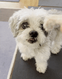 Happy Shih Tzu GIF