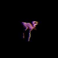 Red Parrot GIF