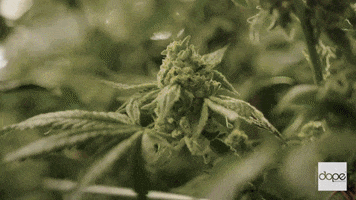 weed hiphop GIF by Dope Magazine