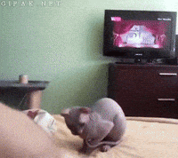 bold GIF