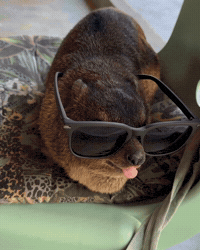 Exotic Animal Chill GIF