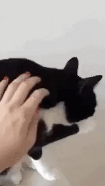 cat hug GIF by Mitteldeutscher Rundfunk
