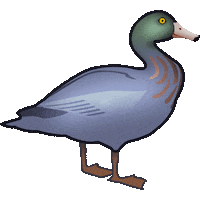 kiwi nz Sticker by Emotiki - The World's First Māori emoji app