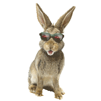 volkswagen_at golf rabbit volkswagen vw Sticker