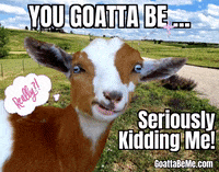 For Real Seriously GIF by Goatta Be Me Goats! Adventures of Java, Toffee, Pumpkin and Cookie!