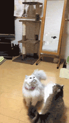 GifVif giphyupload where did it go GIF