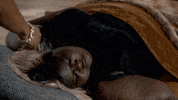 #fox GIF by Empire FOX