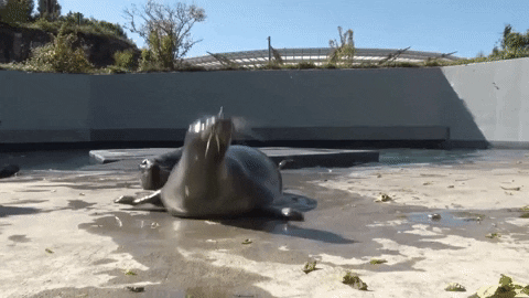 GIF by Mystic Aquarium