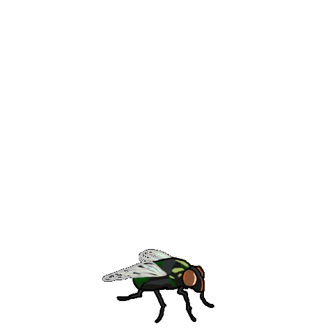 Vp Debate Fly Sticker by adobetrisha