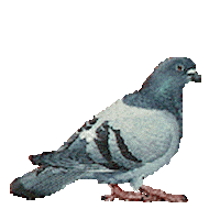 pigeon STICKER