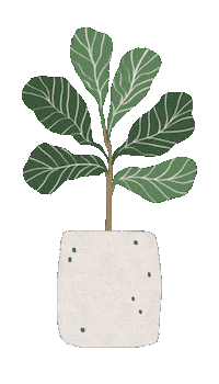 Fiddle Leaf Fig Tree Sticker by occasionalish