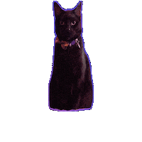 Black Cat Judging You Sticker by Rod Kim