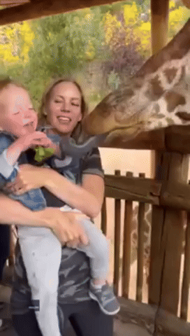 Toddler Can't Contain Laughter While Feeding Friendly Giraffe