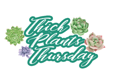 Thursday Succulents Sticker