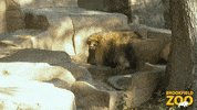 Fun Swimming GIF by Brookfield Zoo