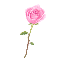 Rose Love Sticker by prettylittlething