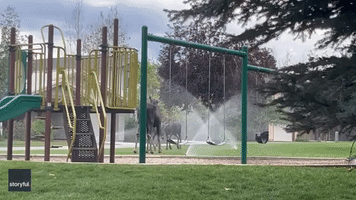 Momma Moose and Calves Cool Down Under Sprinklers at Utah Playground