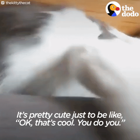 cat GIF by The Dodo