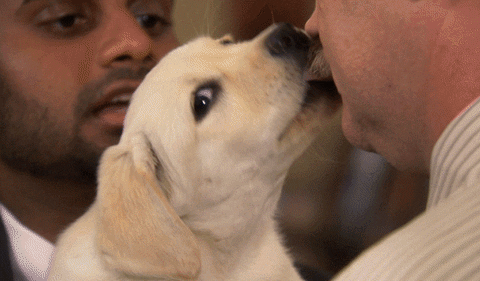 parks and recreation puppies GIF