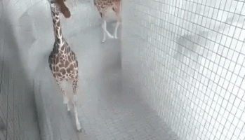 goofy GIF