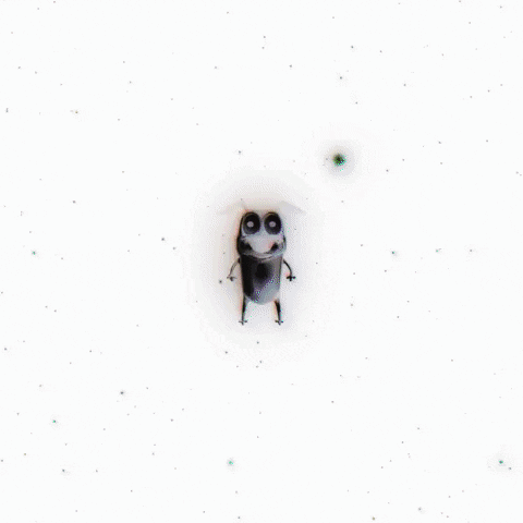 Nft Doge GIF
