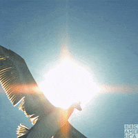 Birds Flying GIF by BBC America