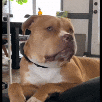 Dog No GIF