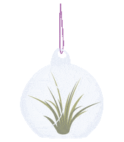 airplantshop airplant tillandsia airplants airplantshop Sticker