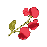 Flower Flores Sticker