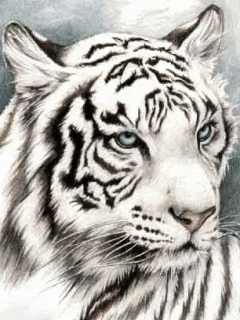 tiger GIF