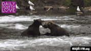 exploreorg love nature animal organic GIF