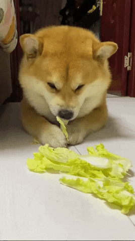 cuteanimalland giphyupload GIF