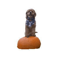 Cocker Spaniel Halloween Dog Sticker by Geekster Pets