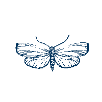beefbar-nightingale animation illustration restaurant butterfly Sticker