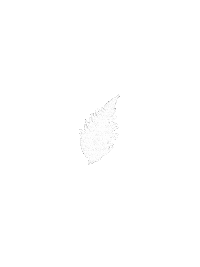 Forest Effects Sticker by Sam Starns