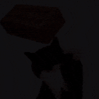 Uni Cat GIF