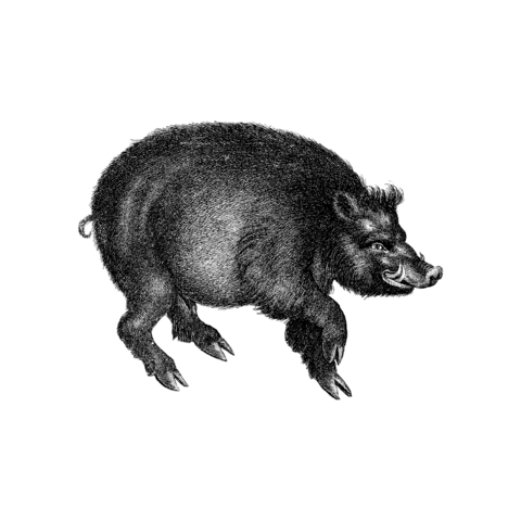 Black And White Illustration Sticker by The Wild Curiosity