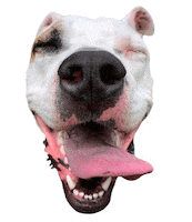 Gifsforgood Sticker by Red Beard
