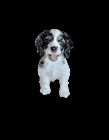 Campcocker2025 GIF by Camp Cocker Rescue