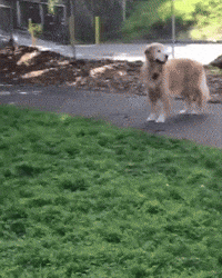 Jax Running GIF