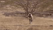 Howdy Hoo GIF