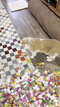 Cat Kitty GIF