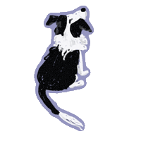 Bordercollie Sticker